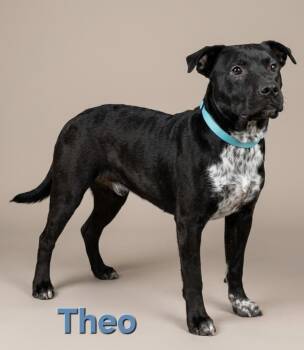 Australian Cattle Dog Blue Heeler Dogs Available for Adoption in Rutherfordton, North Carolina - Theo | PetCurious