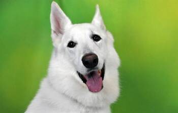 MAUBO -  German Shepherd Dog Dog for Adoption in Fort Lauderdale, Florida - MAUBO | PetCurious