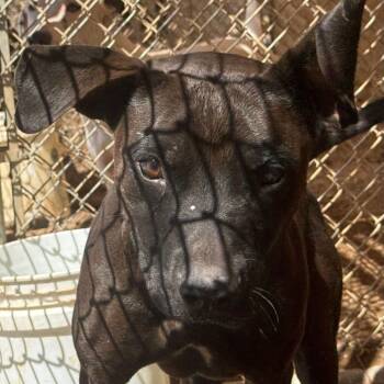 Kane -  American Staffordshire Terrier Dog for Adoption in Kingman, Arizona - Kane | PetCurious