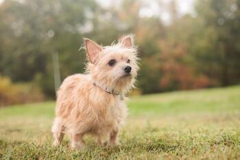 Rescue Wirehaired Terrier and Mixed Breed Dogs for Adoption in Gradyville, Kentucky - Honey | PetCurious