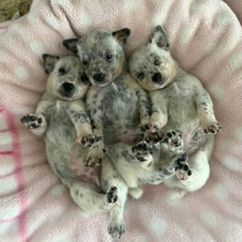 Monarch -  Australian Cattle Dog Blue Heeler and Corgi Dog for Adoption in Boerne, Texas - Monarch | PetCurious