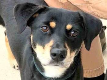 Mixed Breed Dogs Available for Adoption in Georgetown, Texas - Princess Leia | PetCurious