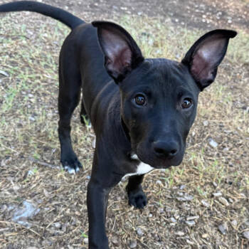 Rescue Black Labrador Retriever Dogs for Adoption in San Antonio, Texas - Poppy | PetCurious