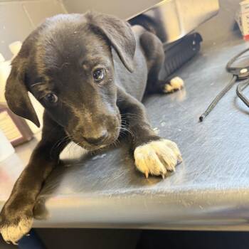 Labrador Retriever and Hound Dogs Available for Adoption in Tuscaloosa, Alabama - TUSC-Stray-84256_2_3_4_5_6_7 | PetCurious