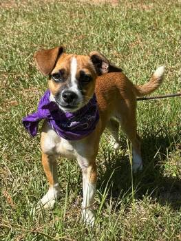 Yale -  Mixed Breed Dog for Adoption in Sumter, South Carolina - Yale | PetCurious
