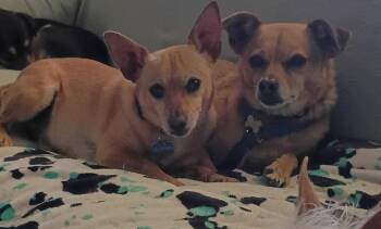 Chihuahua Dogs Available for Adoption in Albuquerque, New Mexico - Amber & Petey | PetCurious