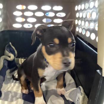 Terrier Dogs Available for Adoption in Montgomery, Alabama - Kibbles | PetCurious