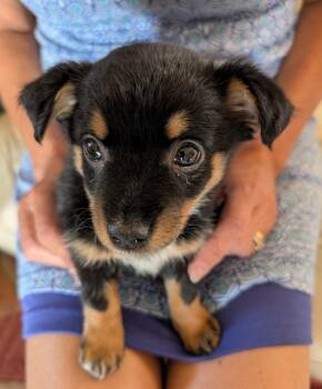 Zeeta -  Chihuahua and Australian Cattle Dog Blue Heeler Dog for Adoption in Albuquerque, New Mexico - Zeeta | PetCurious