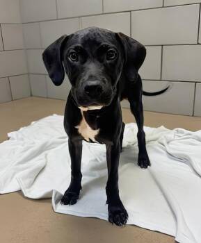 Algebra -  Mixed Breed Dog for Adoption in Nashville, Tennessee - Algebra | PetCurious