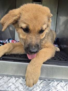 German Shepherd Dog and Great Pyrenees Dogs Available for Adoption in Lawrenceville, Georgia - Pen 221 Wanda | PetCurious