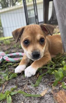Honey Crisp - Stella -  Chihuahua Dog for Adoption in Lakeland, Florida - Honey Crisp - Stella | PetCurious