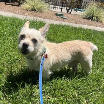Grin -  French Bulldog and Miniature Poodle Dog for Adoption in Oceanside, California - Grin | PetCurious