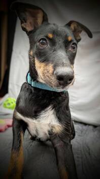 Fred -  Mixed Breed Dog for Adoption in Mauston, Wisconsin - Fred | PetCurious