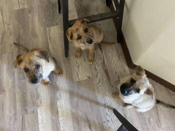 BUTTER -  German Shepherd Dog and Australian Shepherd Dog for Adoption in Chandler, Arizona - BUTTER | PetCurious