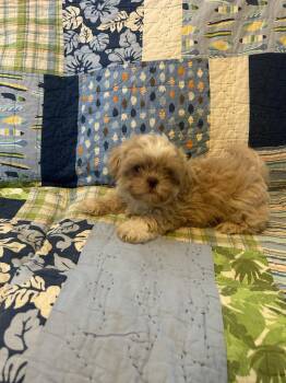 Shih Tzu Dogs Available for Adoption - Bubbles | PetCurious