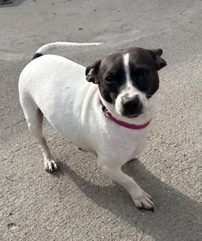 Rat Terrier and Dachshund Dogs Available for Adoption - Jade | PetCurious