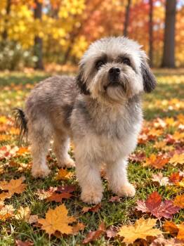 Mitzi -  Yorkshire Terrier and Poodle Dog for Adoption - Mitzi | PetCurious