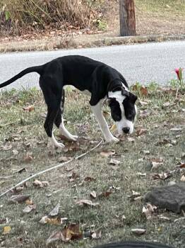 Rescue Mixed Breed Dogs for Adoption in Blacksburg, Virginia - Nala | PetCurious