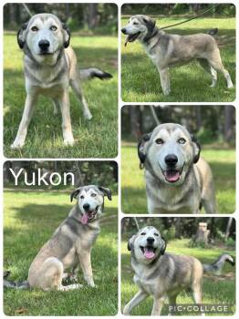 Yukon -  Husky Dog for Adoption in Enterprise, Alabama - Yukon | PetCurious
