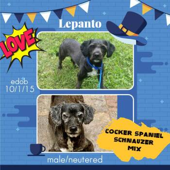 Cocker Spaniel and Schnauzer Dogs Available for Adoption in Missouri City, Texas - Lepanto WV7519-T  LOCAL Adoption Event In Woodinville 4/26 | PetCurious