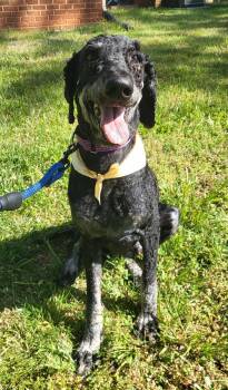 Standard Poodle Dogs Available for Adoption in Salisbury, North Carolina - Finn | PetCurious