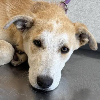 Mixed Breed Dogs Available for Adoption in Las Cruces, New Mexico - 106427 | PetCurious