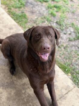 Chocolate Labrador Retriever Dogs Available for Adoption in South Charleston, Ohio - Elliott | PetCurious