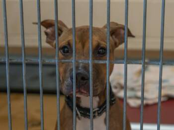 PEACHIE -  Pit Bull Terrier Dog for Adoption in Martinez, California - PEACHIE | PetCurious