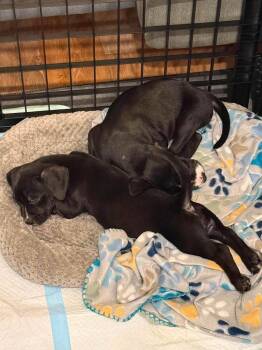 Vixen -  Beagle and Terrier Dog for Adoption in Saugus, Massachusetts - Vixen | PetCurious