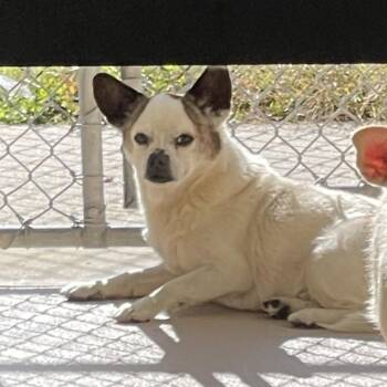 Bambino -  Chihuahua and Cardigan Welsh Corgi Dog for Adoption in Newark, New Jersey - Bambino | PetCurious