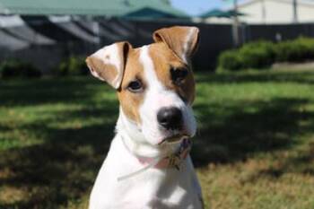 Irene -  Pit Bull Terrier and Mixed Breed Dog for Adoption in Kansas City, Missouri - Irene | PetCurious