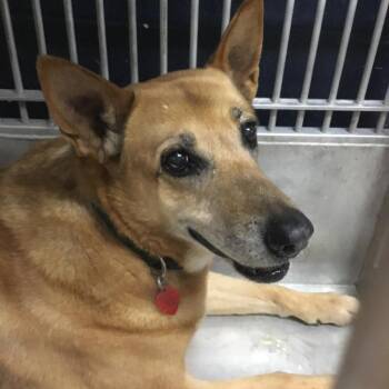 Baby -  Shepherd and Mixed Breed Dog for Adoption in Abilene, Texas - Baby | PetCurious