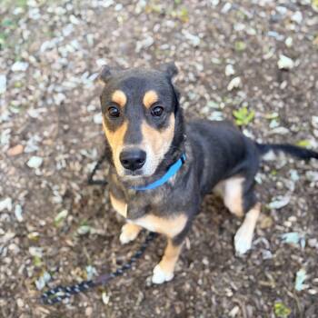 Riley- Sponsored Adoption Fee -  Australian Kelpie and Mixed Breed Dog for Adoption in Belleville, Illinois - Riley- Sponsored Adoption Fee | PetCurious