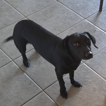 Bean -  Dachshund Dog for Adoption in Deer Park, Texas - Bean | PetCurious