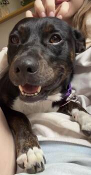 Dallas -  Labrador Retriever and Dachshund Dog for Adoption - Dallas | PetCurious
