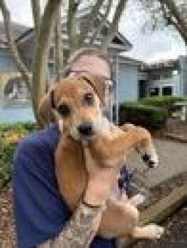 Rover -  Rhodesian Ridgeback and Mixed Breed Dog for Adoption in Morton Grove, Illinois - Rover | PetCurious