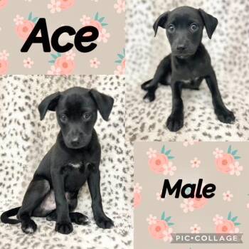 Ace -  Chiweenie Dog for Adoption in Manchester, Connecticut - Ace | PetCurious
