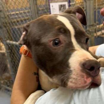 Firecracker -  Mixed Breed Dog for Adoption in Gadsden, Alabama - Firecracker | PetCurious