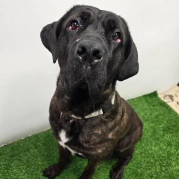 Izzy -  Mastiff and Mixed Breed Dog for Adoption in Columbia, Missouri - Izzy | PetCurious