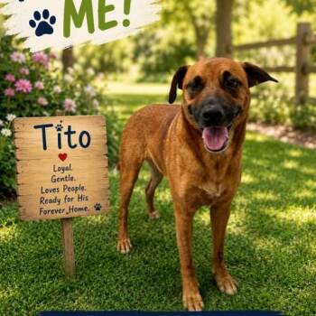 Tito -  Black Mouth Cur Dog for Adoption in Williston, Vermont - Tito | PetCurious
