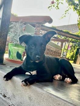 Australian Shepherd Dogs Available for Adoption in Rollingwood, Texas - Tiny | PetCurious