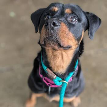 Xyla -  Mixed Breed Dog for Adoption in West Olive, Michigan - Xyla | PetCurious