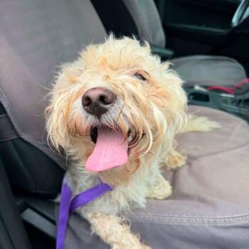 Oliver -  Poodle and Mixed Breed Dog for Adoption in Dover, New Hampshire - Oliver | PetCurious