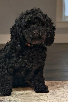 Poodle Dogs Available for Adoption in Baton Rouge, Louisiana - Bonaparte | PetCurious