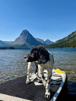 Dots -  Spaniel Dog for Adoption in Polson, Montana - Dots | PetCurious