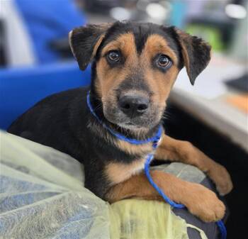 Mixed Breed Dogs Available for Adoption - CLIFFORD | PetCurious