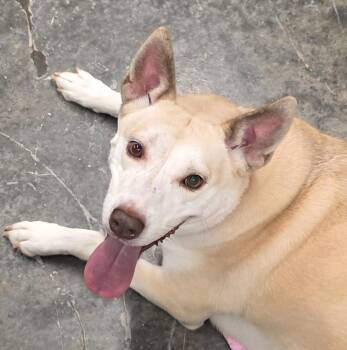 Holiday -  Husky and Mixed Breed Dog for Adoption in Neosho, Missouri - Holiday | PetCurious