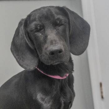 Brook -  Bloodhound and Labrador Retriever Dog for Adoption in Pawling, New York - Brook | PetCurious
