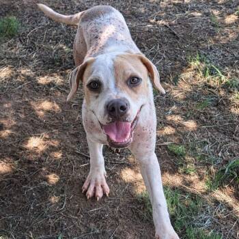 Sweet Pea -  Mixed Breed Dog for Adoption in Tunica, Mississippi - Sweet Pea | PetCurious