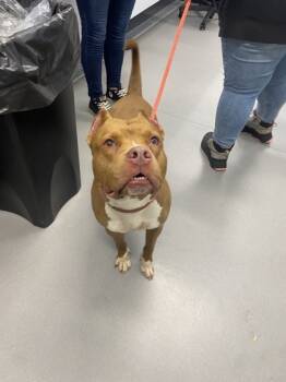 Rescue Mixed Breed Dogs for Adoption in West Chester, Pennsylvania - BLT Sandwich | PetCurious